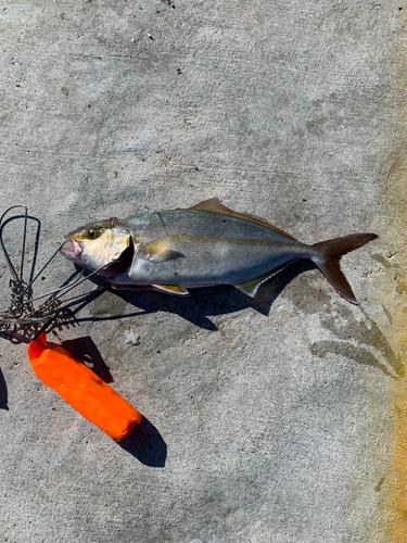 ショゴの釣果