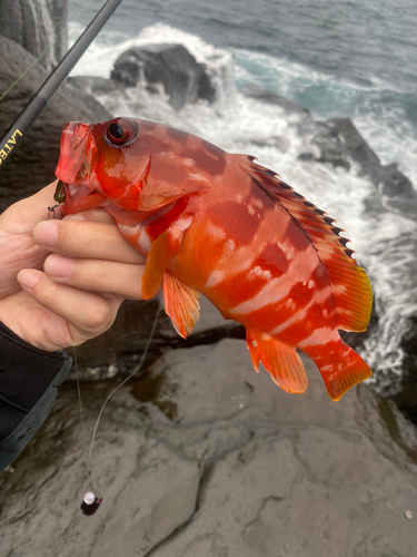 アカハタの釣果