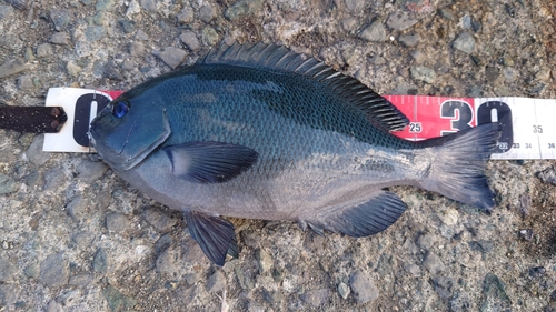 クチブトグレの釣果