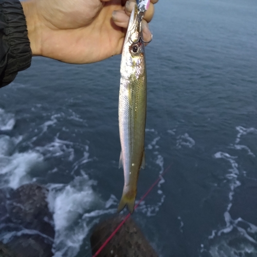 アカカマスの釣果