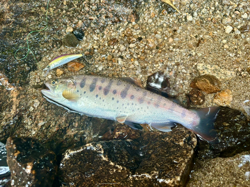 ヤマメの釣果