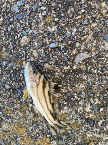 コトヒキの釣果