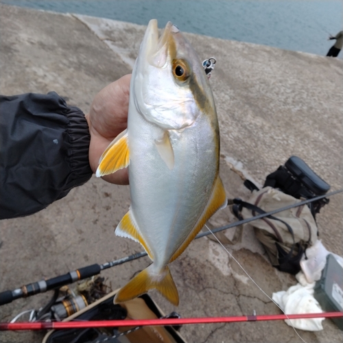 カンパチの釣果