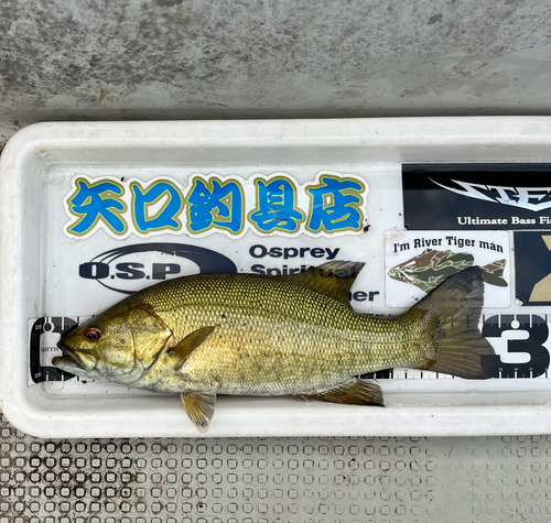 スモールマウスバスの釣果