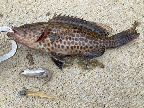 オオモンハタの釣果