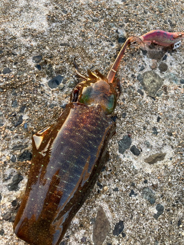 アオリイカの釣果