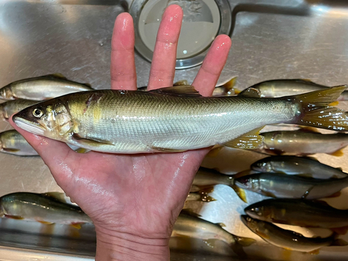 アユの釣果