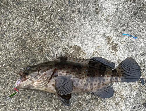 チャイロマルハタの釣果