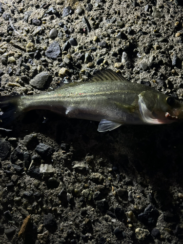 セイゴ（マルスズキ）の釣果