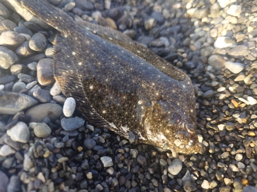 ソゲの釣果