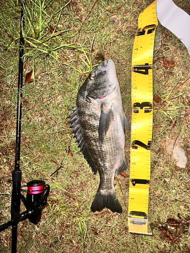 クロダイの釣果