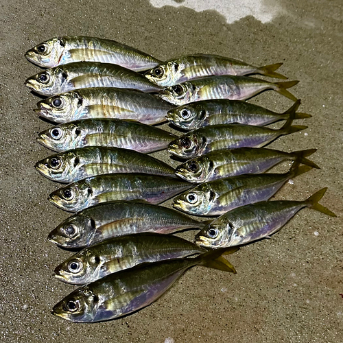 アジの釣果