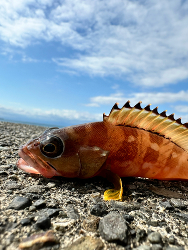 アカハタの釣果