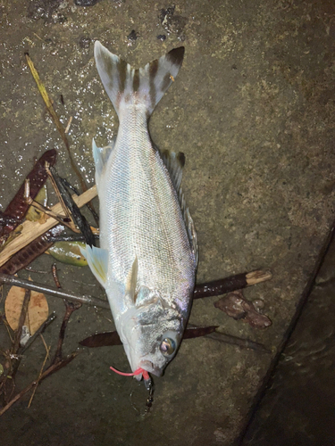 コトヒキの釣果