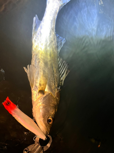 シーバスの釣果