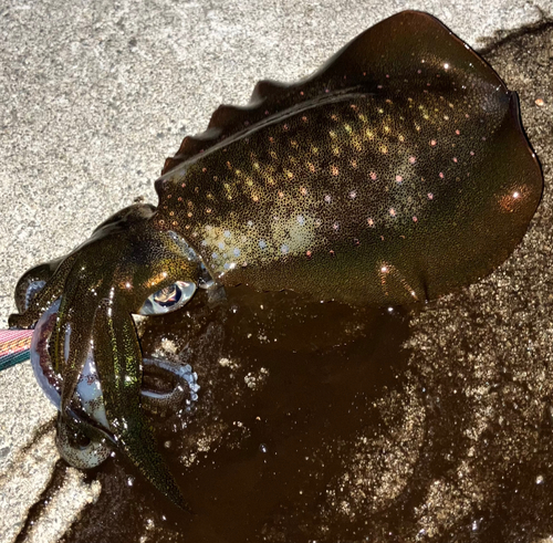 アオリイカの釣果