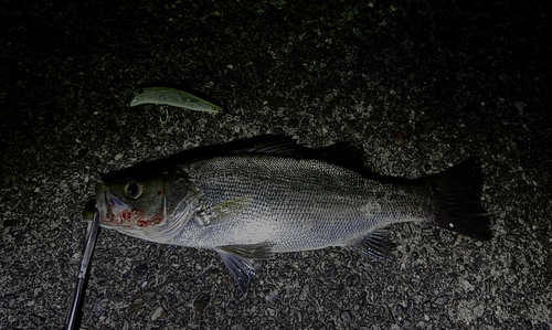 セイゴ（ヒラスズキ）の釣果