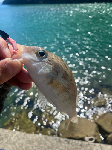 イトフエフキの釣果