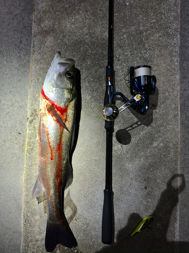 シーバスの釣果