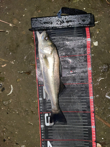 スズキの釣果