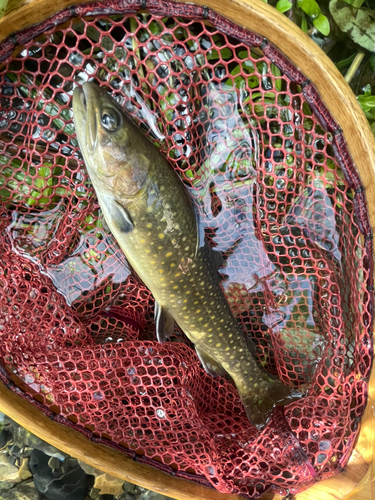 イワナの釣果