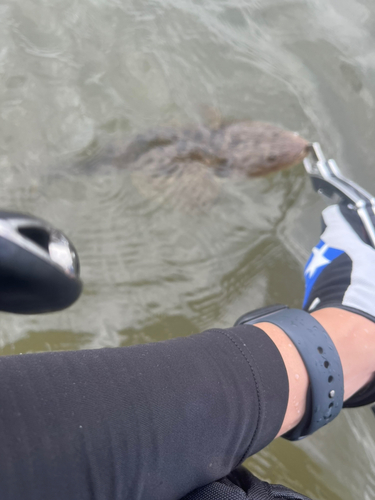 マゴチの釣果