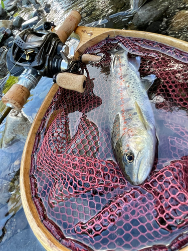 アマゴの釣果