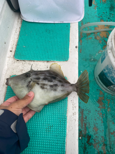 カワハギの釣果