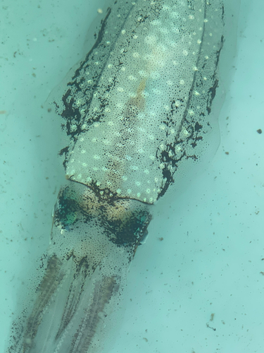 イカの釣果