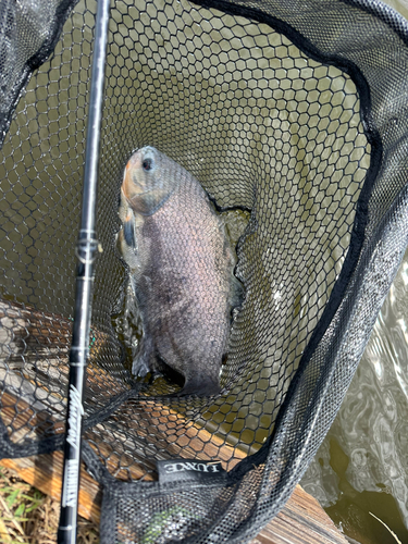 コロソマの釣果