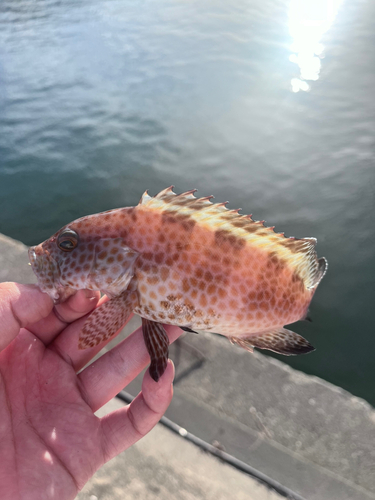 オオモンハタの釣果