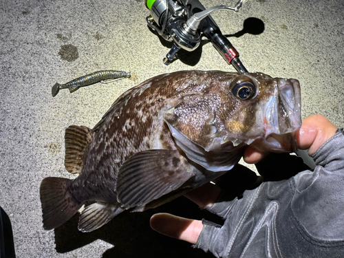 クロソイの釣果