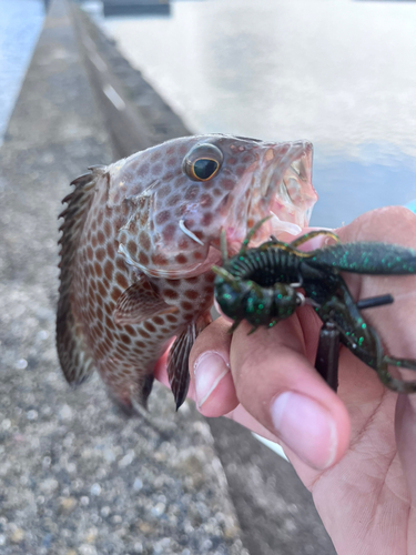 オオモンハタの釣果