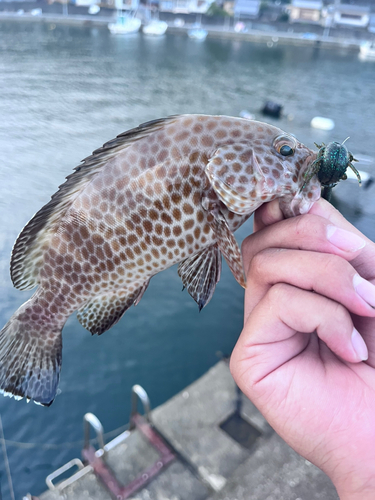 オオモンハタの釣果