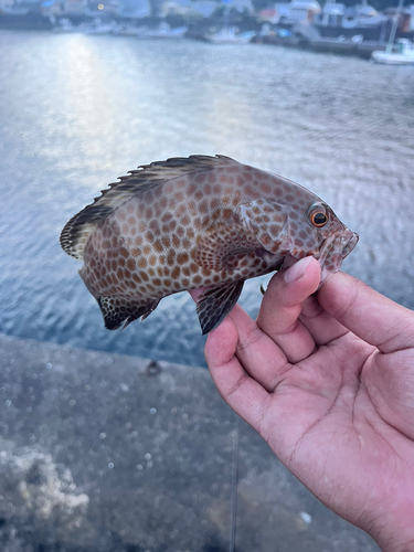 オオモンハタの釣果