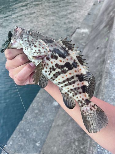 チャイロマルハタの釣果