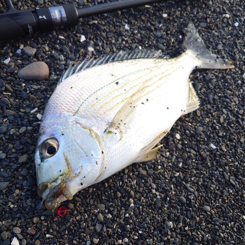 ヘダイの釣果