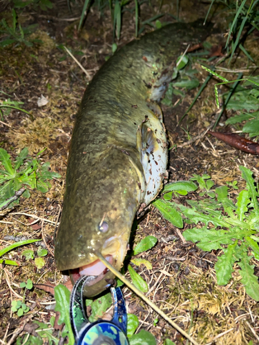 マナマズの釣果