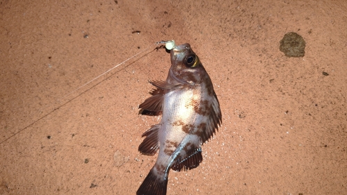 シロメバルの釣果