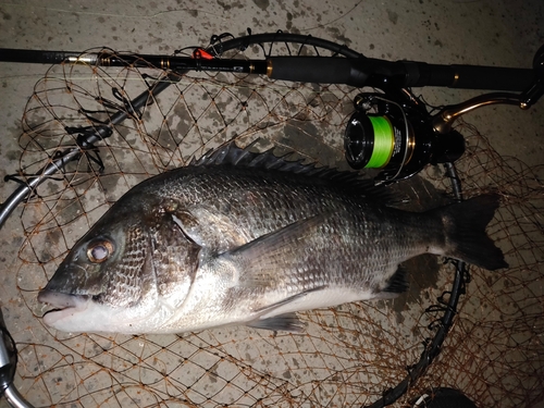 クロダイの釣果