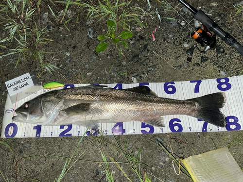 シーバスの釣果