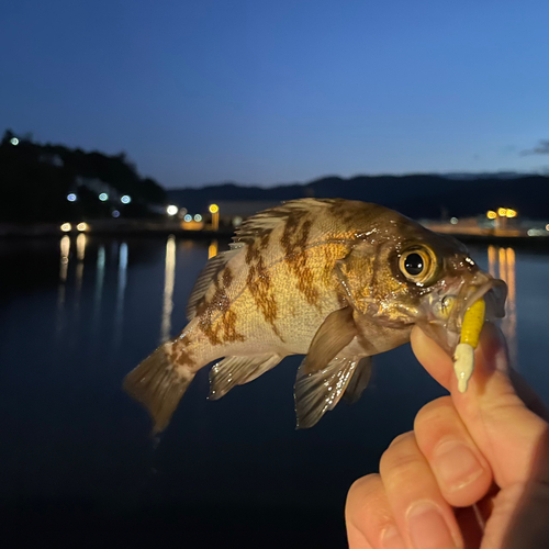 メバルの釣果