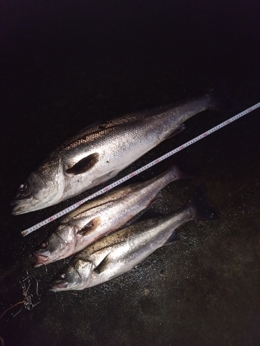 シーバスの釣果