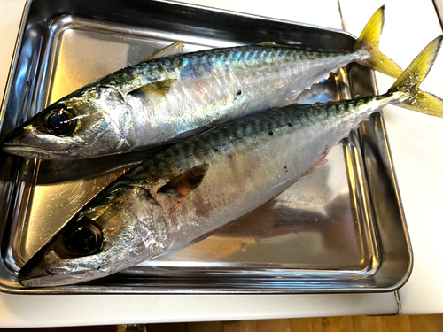 サバの釣果