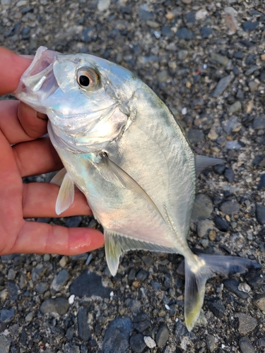 ロウニンアジの釣果