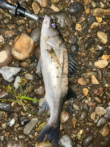 セイゴ（マルスズキ）の釣果