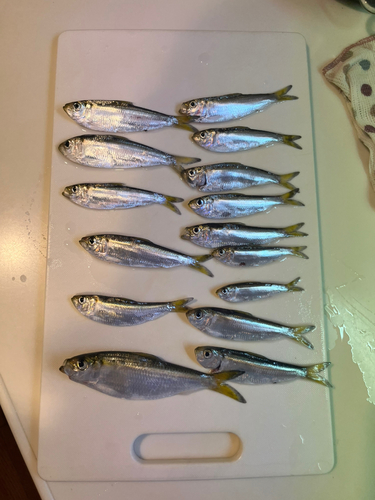 サッパの釣果