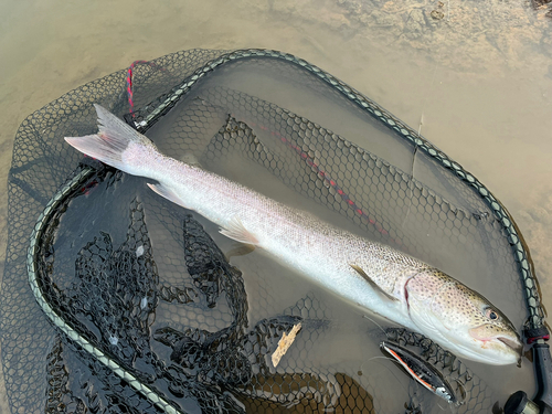 イトウの釣果