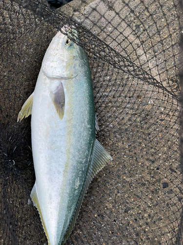 イナダの釣果