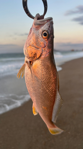 ニベの釣果